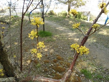 f:id:cangael:20160312144610j:image