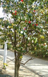 f:id:cangael:20160312150933j:image