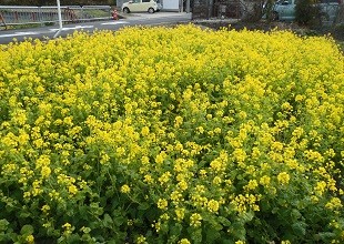 f:id:cangael:20160316093859j:image:left