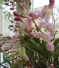 f:id:cangael:20160328131743j:image:right f:id:cangael:20160328131743j:image:right