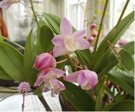 f:id:cangael:20160328131849j:image:right f:id:cangael:20160328131849j:image:right