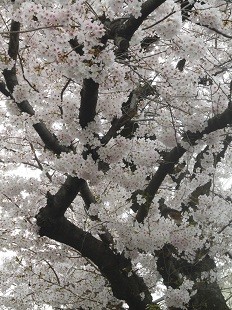 f:id:cangael:20160405125745j:image:right f:id:cangael:20160405125745j:image:right