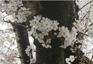 f:id:cangael:20160405125827j:image:right f:id:cangael:20160405125827j:image:right