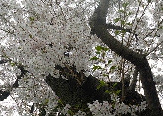 f:id:cangael:20160405125903j:image:right f:id:cangael:20160405125903j:image:right