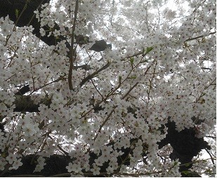 f:id:cangael:20160405125910j:image:left f:id:cangael:20160405125910j:image:left