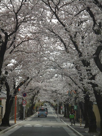 f:id:cangael:20160406131157j:image f:id:cangael:20160406131157j:image