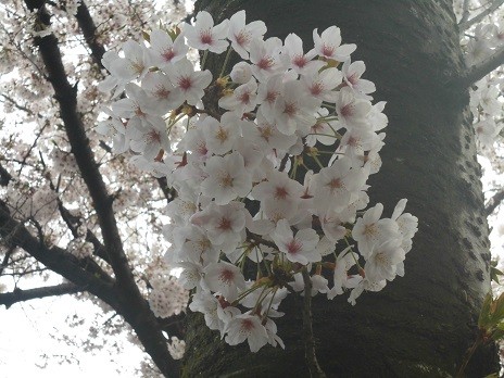 f:id:cangael:20160406131224j:image f:id:cangael:20160406131224j:image