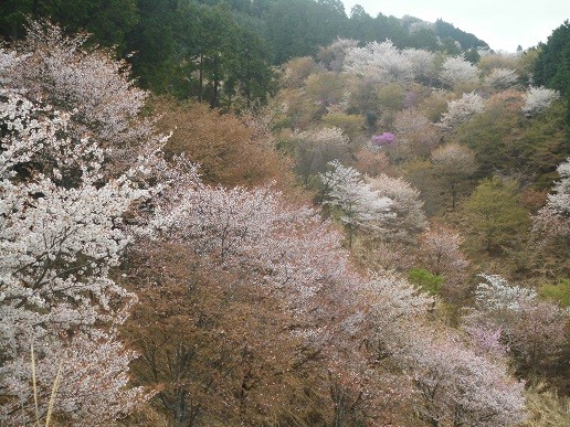 f:id:cangael:20160408075848j:image