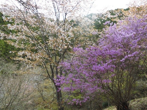 f:id:cangael:20160408080558j:image