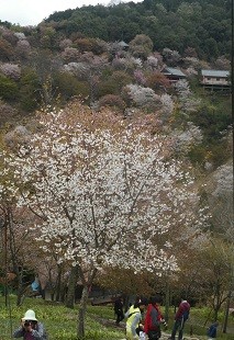 f:id:cangael:20160408115044j:image