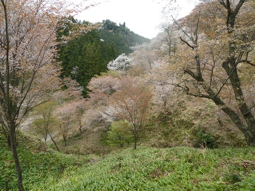 f:id:cangael:20160408120344j:image