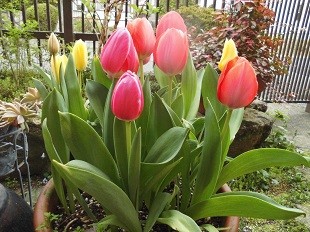 f:id:cangael:20160410070913j:image:left