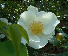 f:id:cangael:20160420114423j:image:right