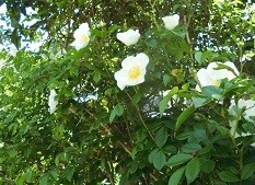 f:id:cangael:20160420114435j:image:right