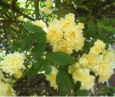 f:id:cangael:20160420114501j:image:right