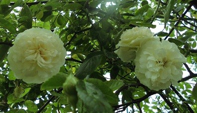 f:id:cangael:20160428142449j:image:right f:id:cangael:20160428142449j:image:right