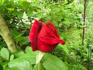 f:id:cangael:20160507081411j:image:left