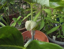 f:id:cangael:20160520164145j:image f:id:cangael:20160520164145j:image