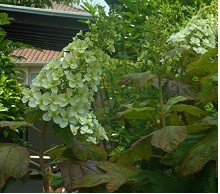 f:id:cangael:20160523105548j:image:right f:id:cangael:20160523105548j:image:right