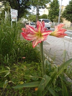 f:id:cangael:20160523184741j:image:left