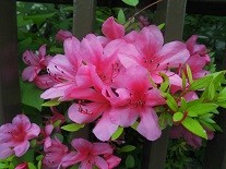f:id:cangael:20160525171531j:image:left