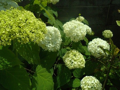 f:id:cangael:20160606105727j:image f:id:cangael:20160606105727j:image