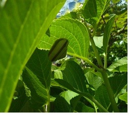 f:id:cangael:20160606110535j:image:right f:id:cangael:20160606110535j:image:right