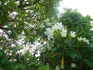 f:id:cangael:20160611151159j:image:right f:id:cangael:20160611151159j:image:right