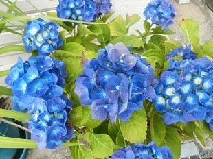 f:id:cangael:20160613152603j:image f:id:cangael:20160613152603j:image