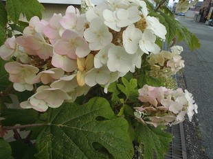 f:id:cangael:20160613152658j:image f:id:cangael:20160613152658j:image