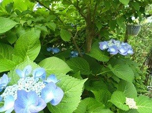 f:id:cangael:20160614103622j:image:right f:id:cangael:20160614103622j:image:right