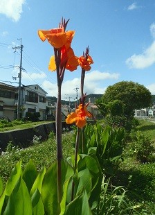 f:id:cangael:20160623143946j:image:right