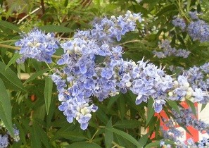 f:id:cangael:20160623144517j:image:right