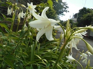 f:id:cangael:20160623145136j:image:right