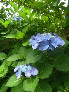 f:id:cangael:20160626103449j:image:right