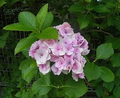 f:id:cangael:20160701111458j:image:right