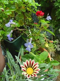 f:id:cangael:20160710082441j:image:left