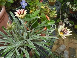 f:id:cangael:20160710082448j:image:left