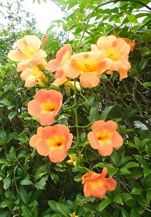 f:id:cangael:20160710150102j:image:right