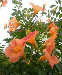 f:id:cangael:20160710150115j:image:right