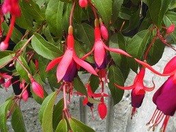 f:id:cangael:20160710150456j:image:right