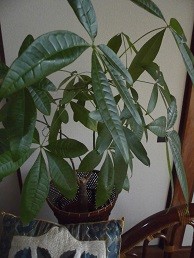 f:id:cangael:20160718122520j:image:right