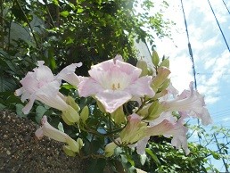 f:id:cangael:20160720114146j:image:right