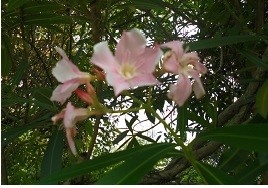 f:id:cangael:20160728164114j:image:right f:id:cangael:20160728164114j:image:right
