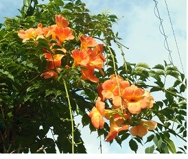 f:id:cangael:20160728164209j:image:right