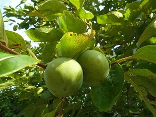 f:id:cangael:20160728164255j:image:right