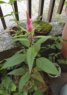 f:id:cangael:20160802075615j:image:right