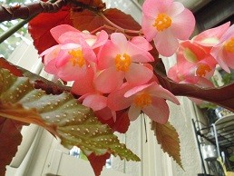 f:id:cangael:20160804181002j:image:right