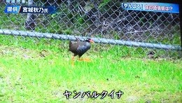 f:id:cangael:20160807141659j:image:right