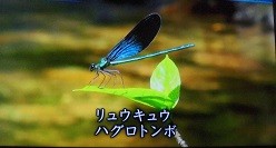 f:id:cangael:20160807141711j:image:right